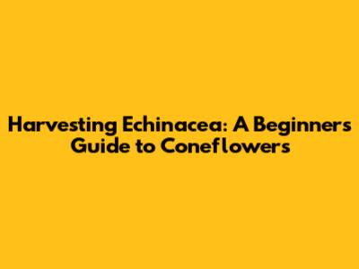 Harvesting Echinacea: A Beginner's Guide to Coneflowers