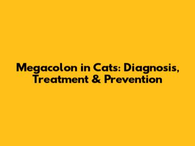 Megacolon in Cats: Diagnosis, Treatment & Prevention